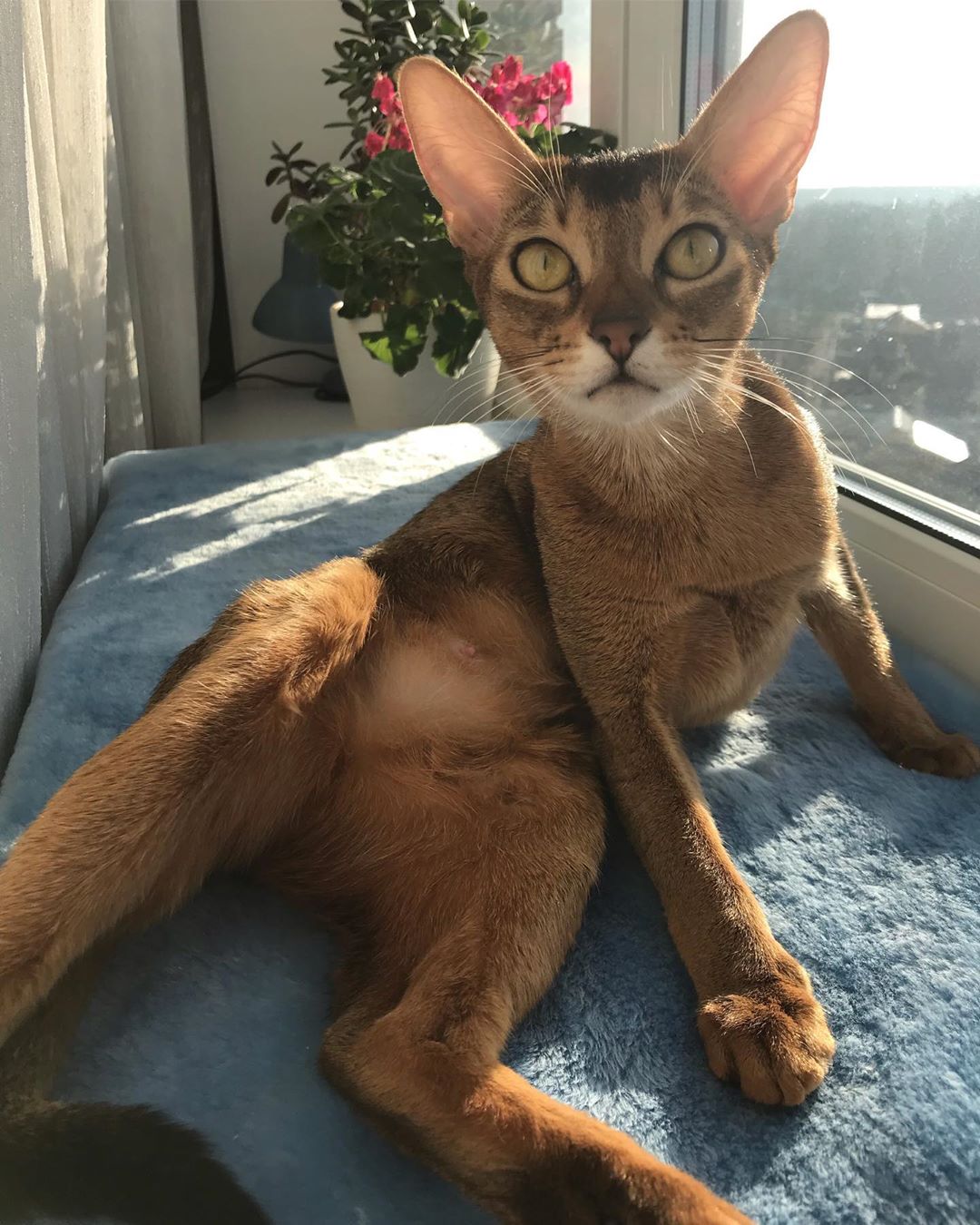 Кошечка лежит на окне