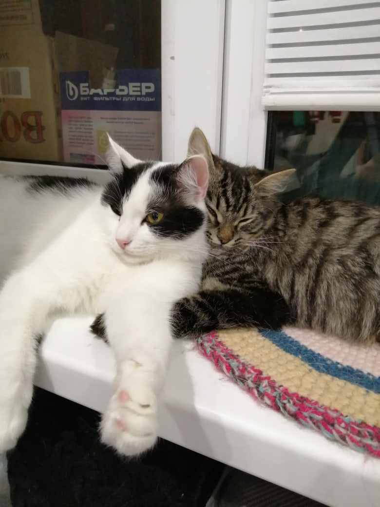 Обнимашки на окне