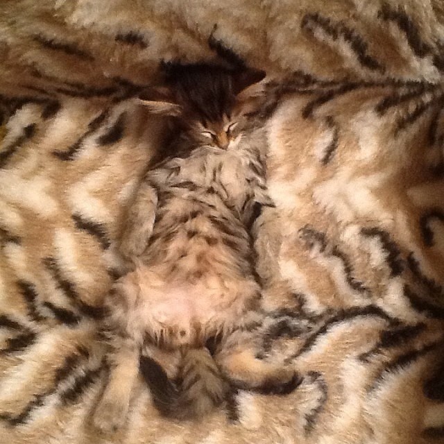 Расслабуха рисунок коту в ухо