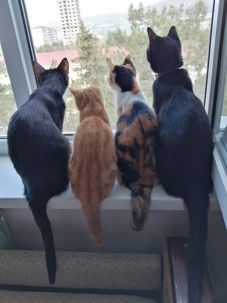 Бригада на окне