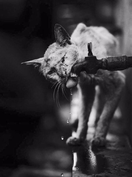 Кот пьёт воду