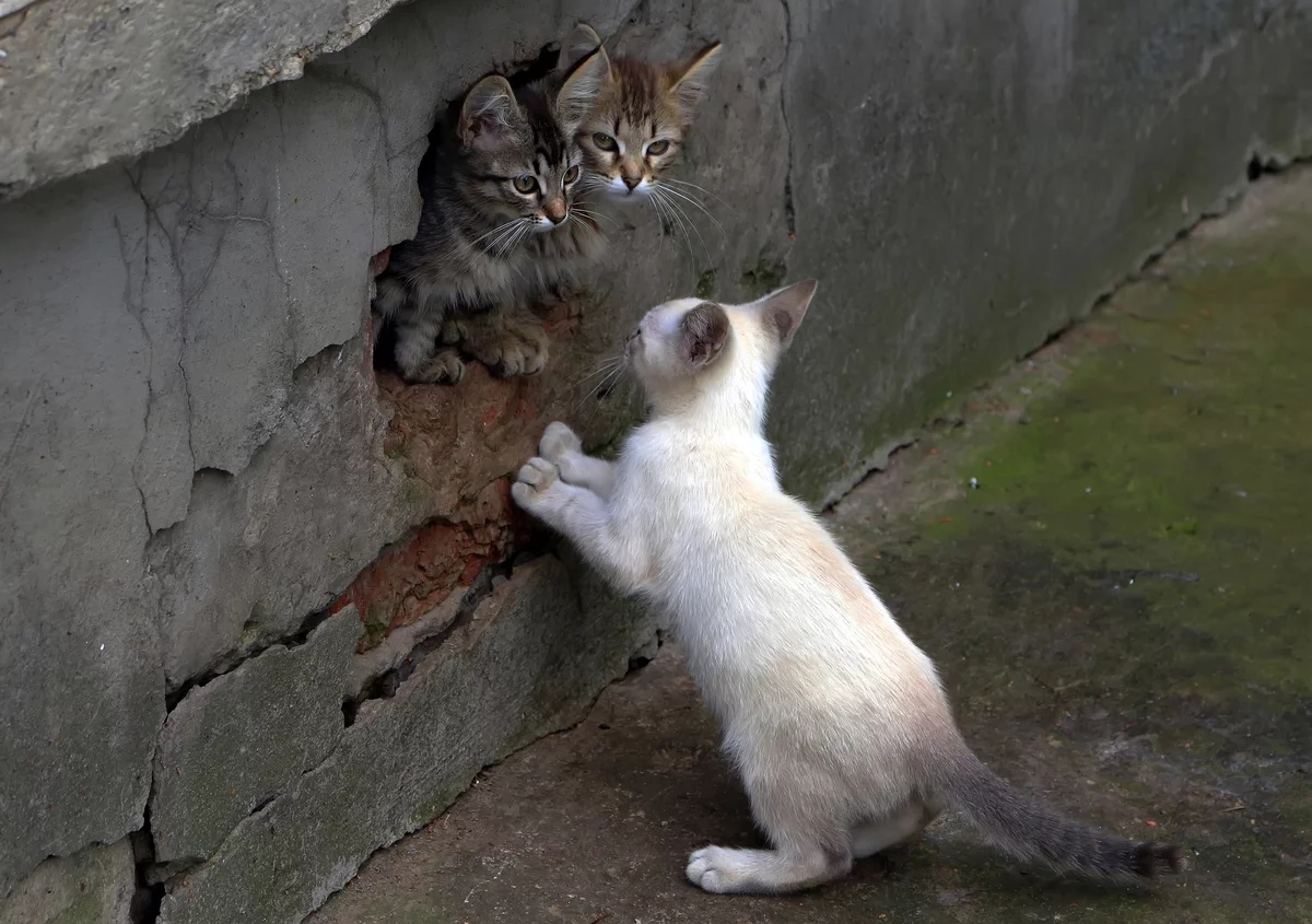 Переговоры котят