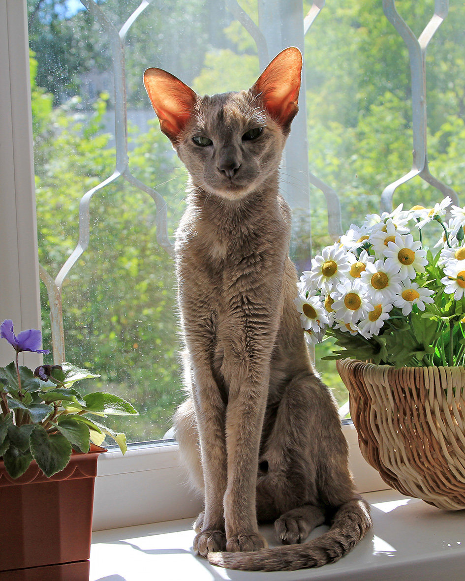 Киса со светящимися ушками