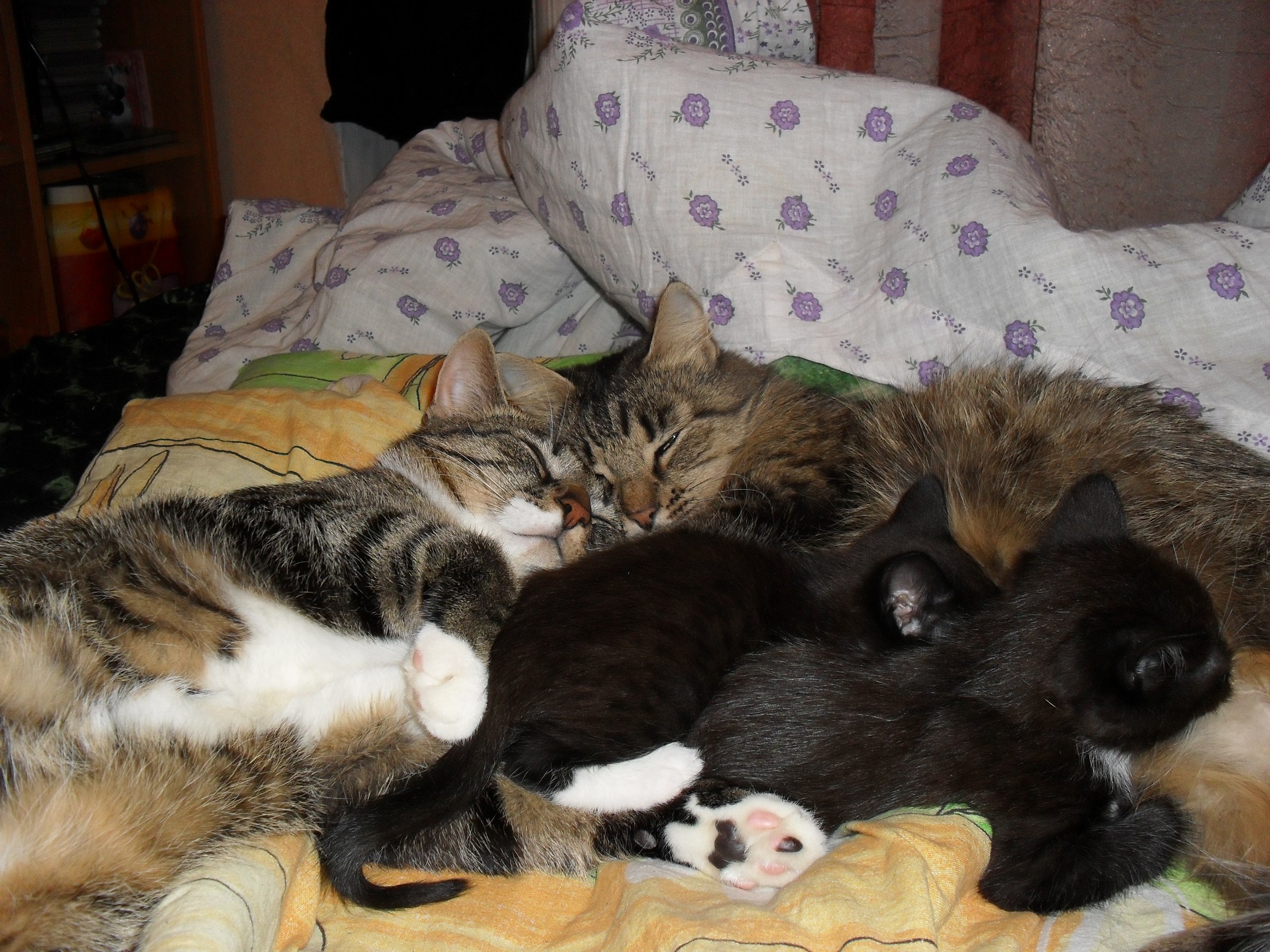 Семейный тихий час