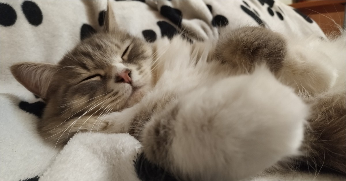 Спящая лапуля