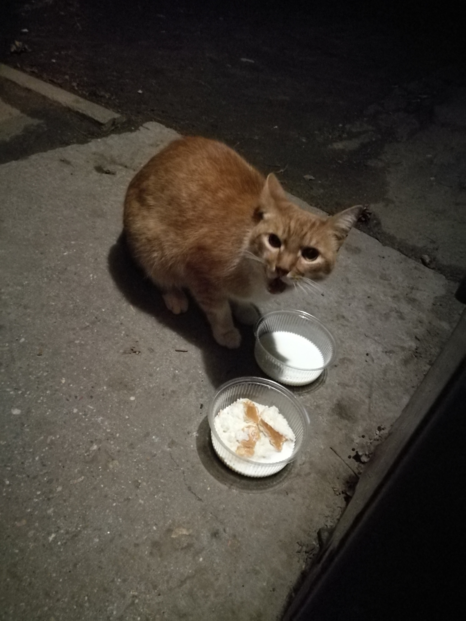 Рыжий гулёна