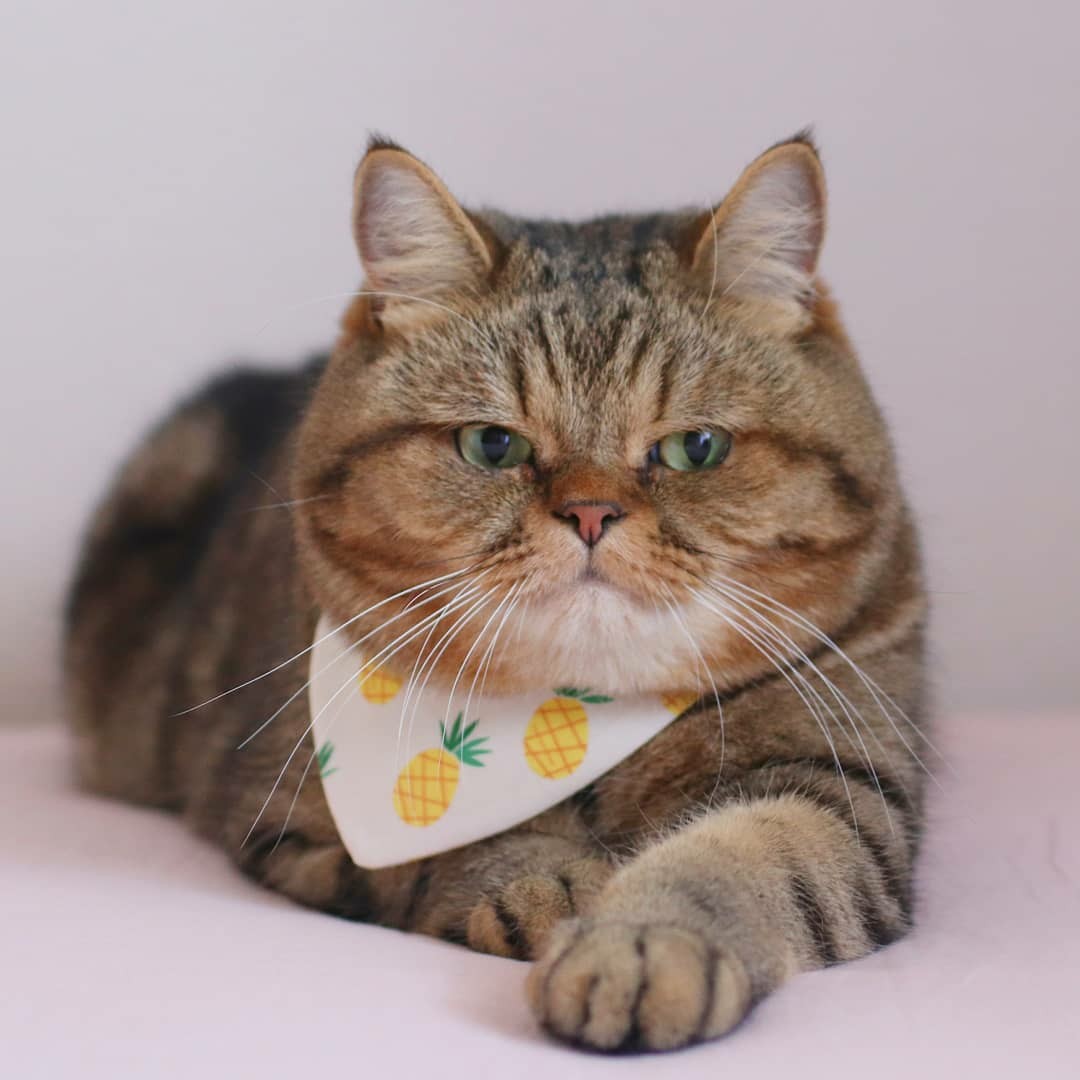 Полосатый важнец