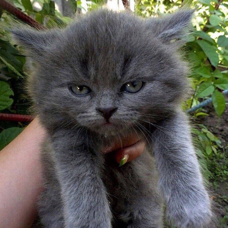 Сбежавший малыш