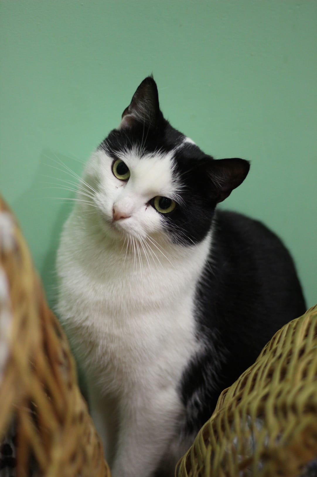 Кошечка среди корзин