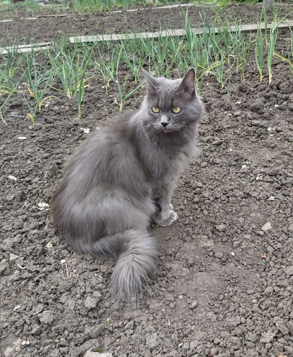 Котик огородник