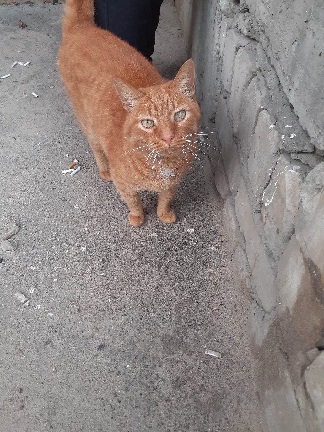 Рыжий сторожил