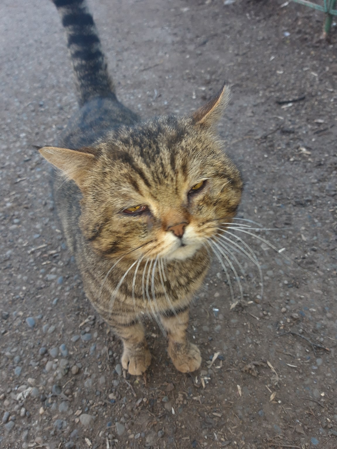 Жалкий котейка