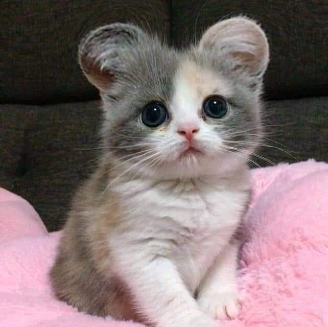 Милашка с кругленькими ушками