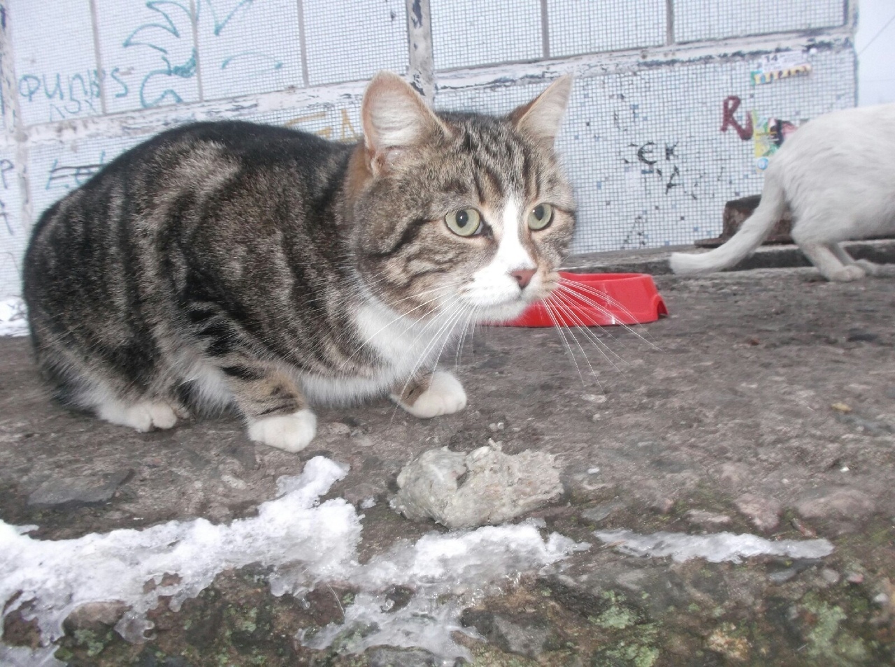 Кошки у подъезда