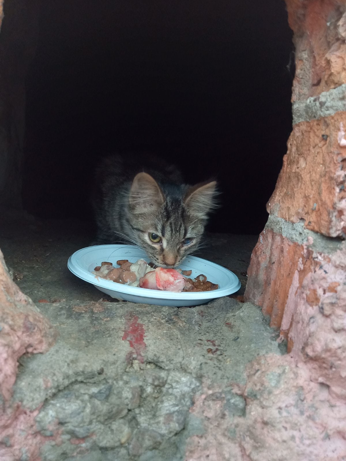 Котёнок в подвале