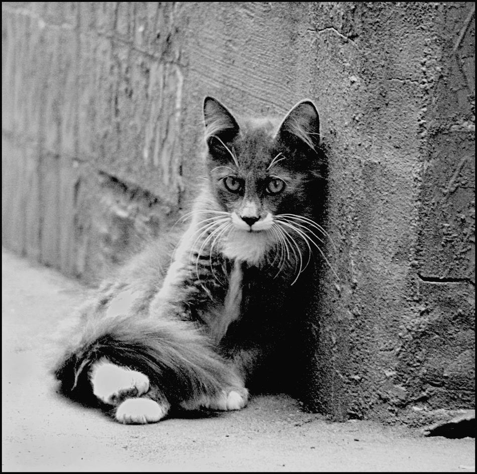 Где хочу, там и сижу