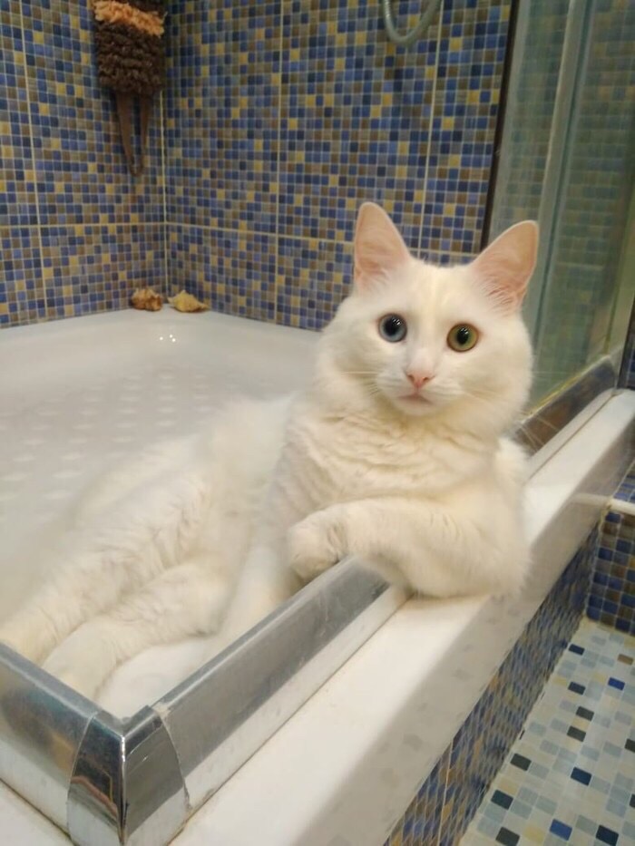 Кисуля в душевой кабине