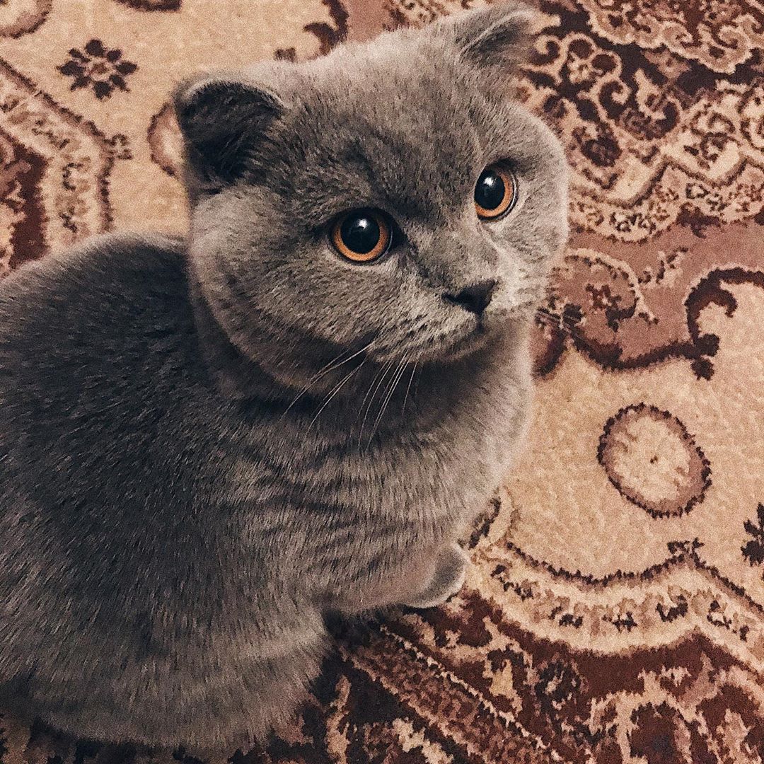 Котёнок на ковре