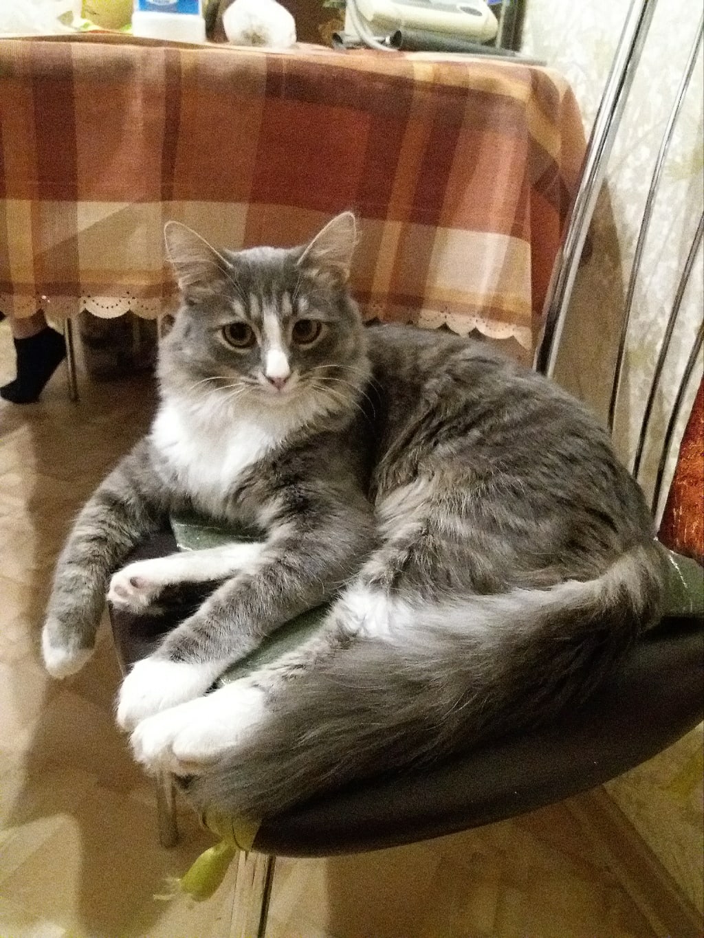 Котей вырос!