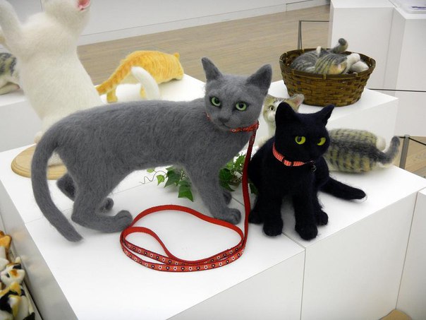 Кошечки красавицы