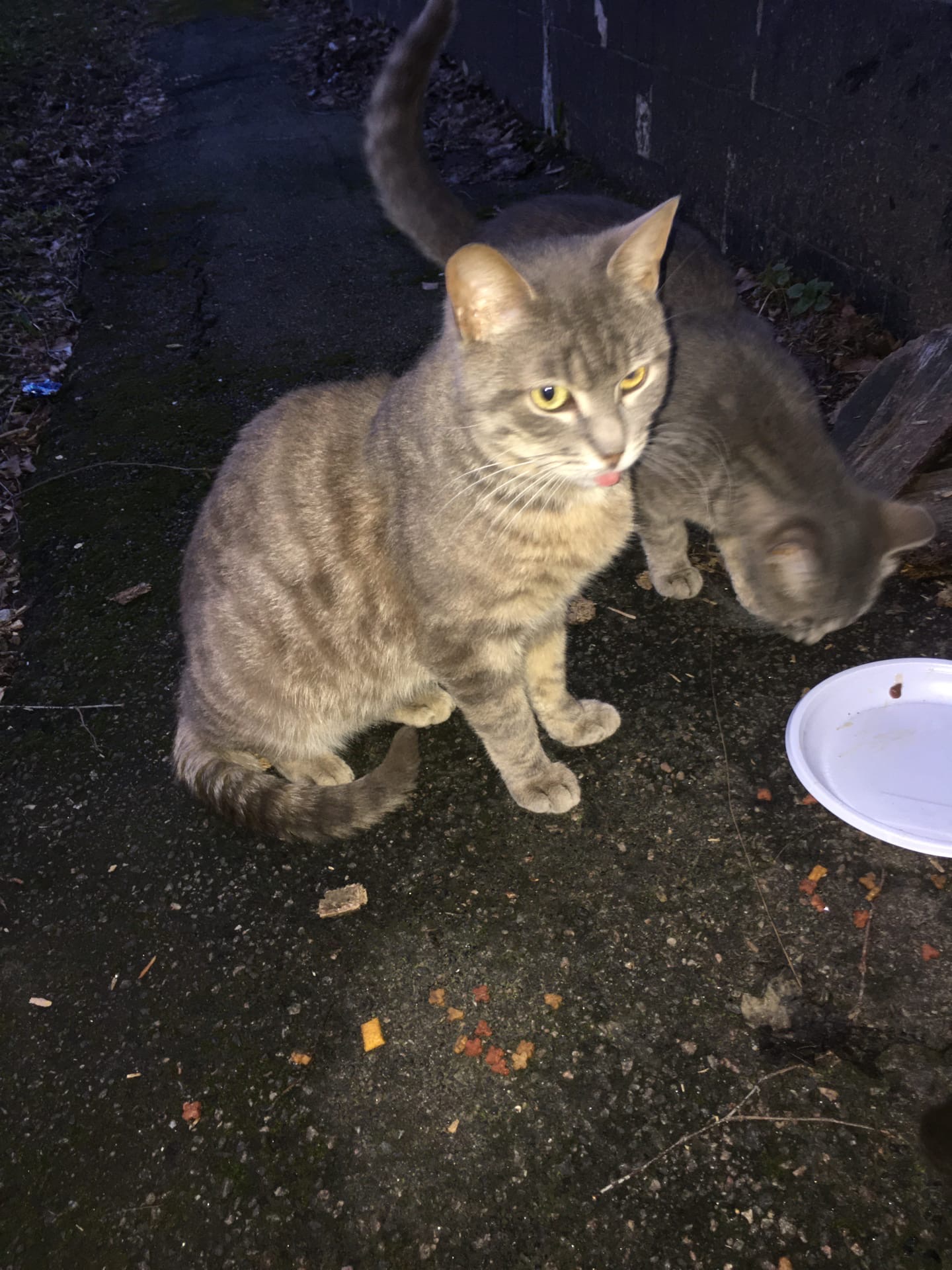 Кошечки поужинали