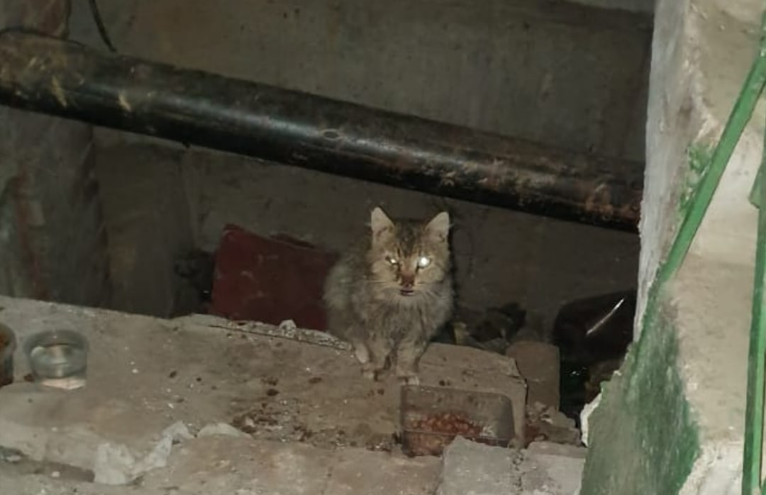 Котик из подвала