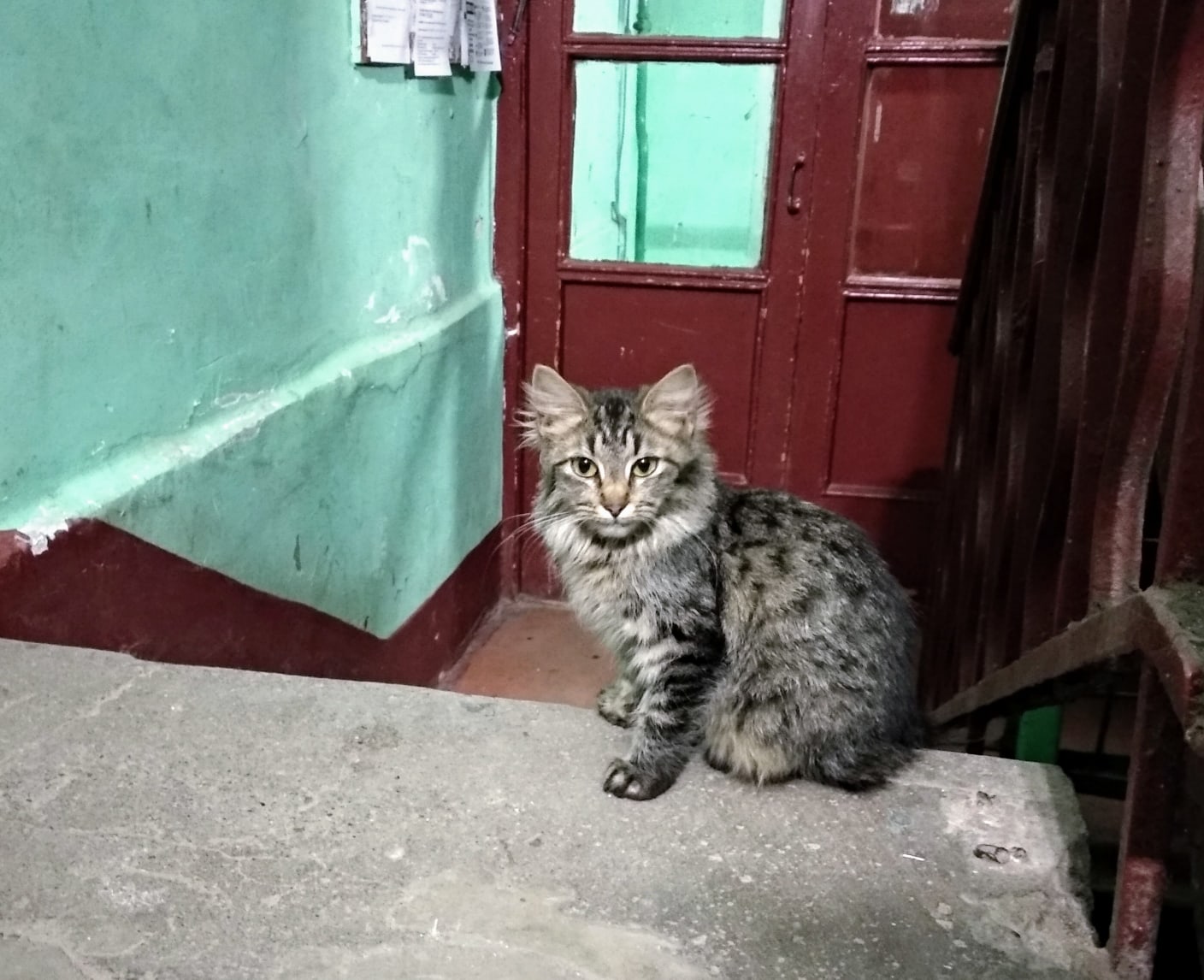 Кошечка вахтёр