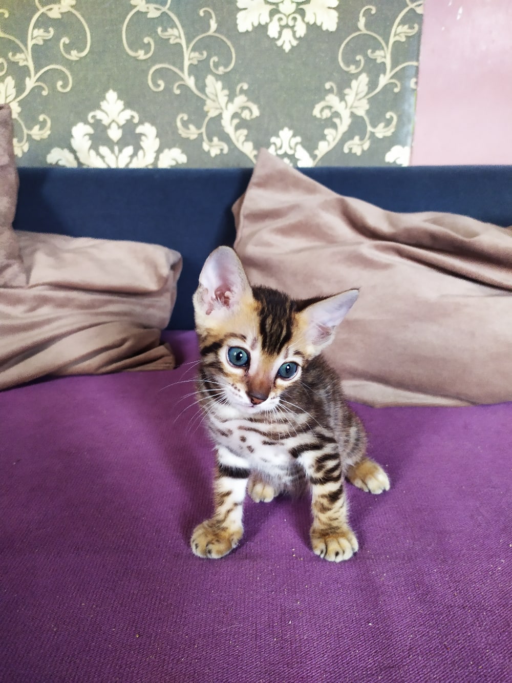 Котёночек Тойгер