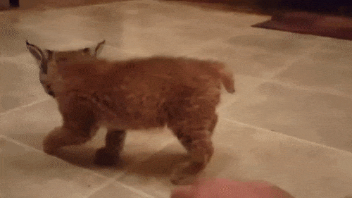 Кусучий недотрога