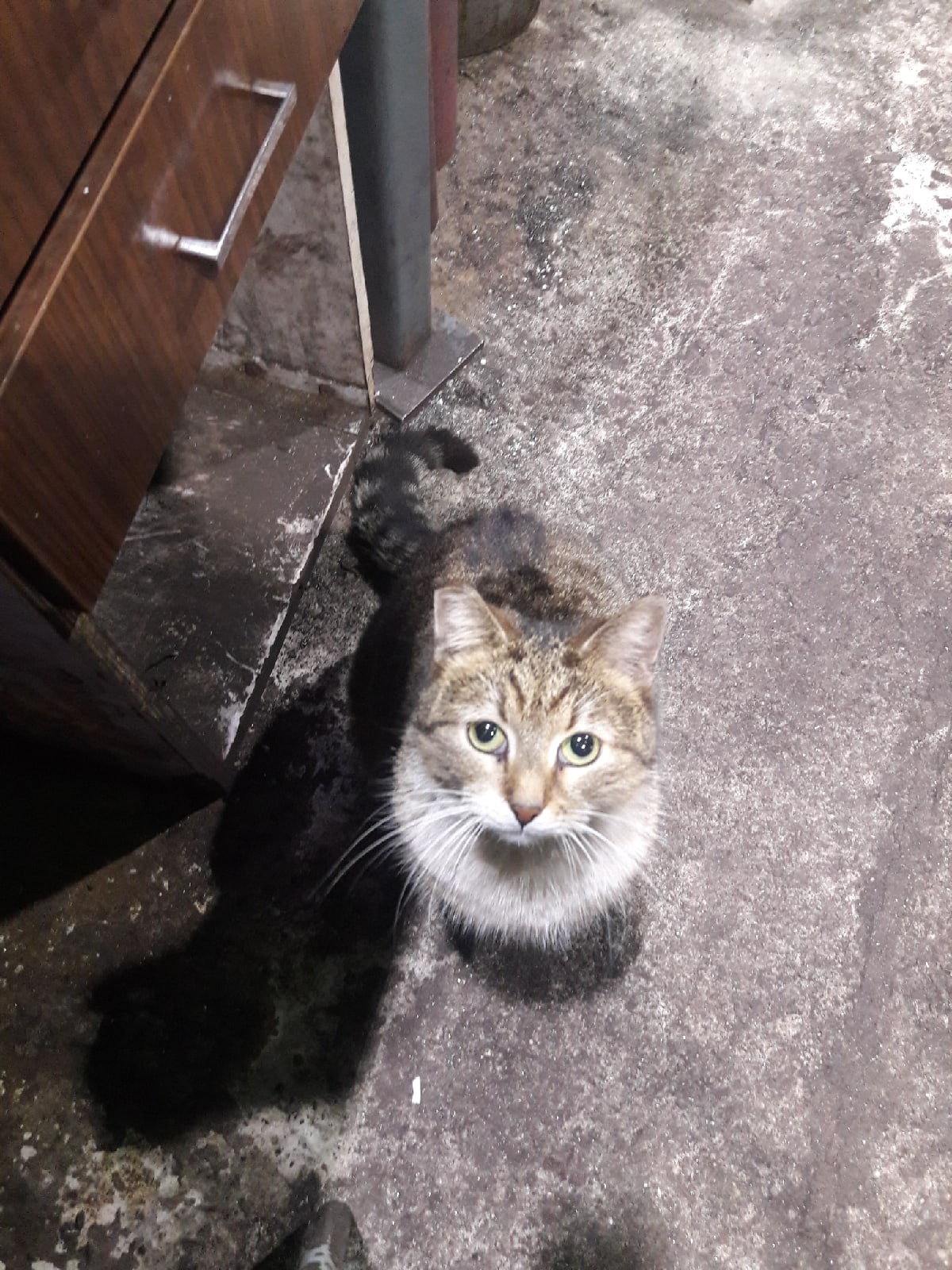 Уличный котик