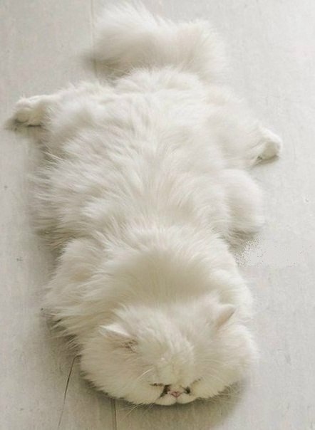 Кисуля уморилась