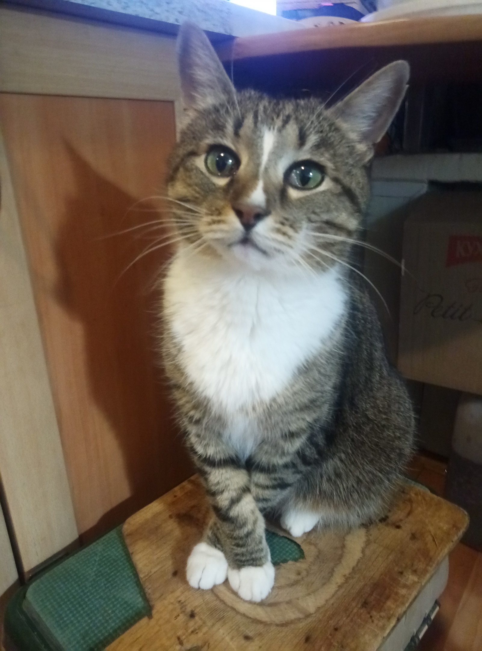 Кошечка стесняшка