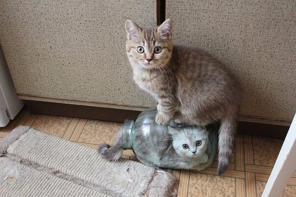 Котята баночку катали