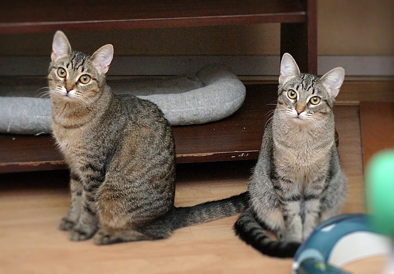 Котейки в раздумье