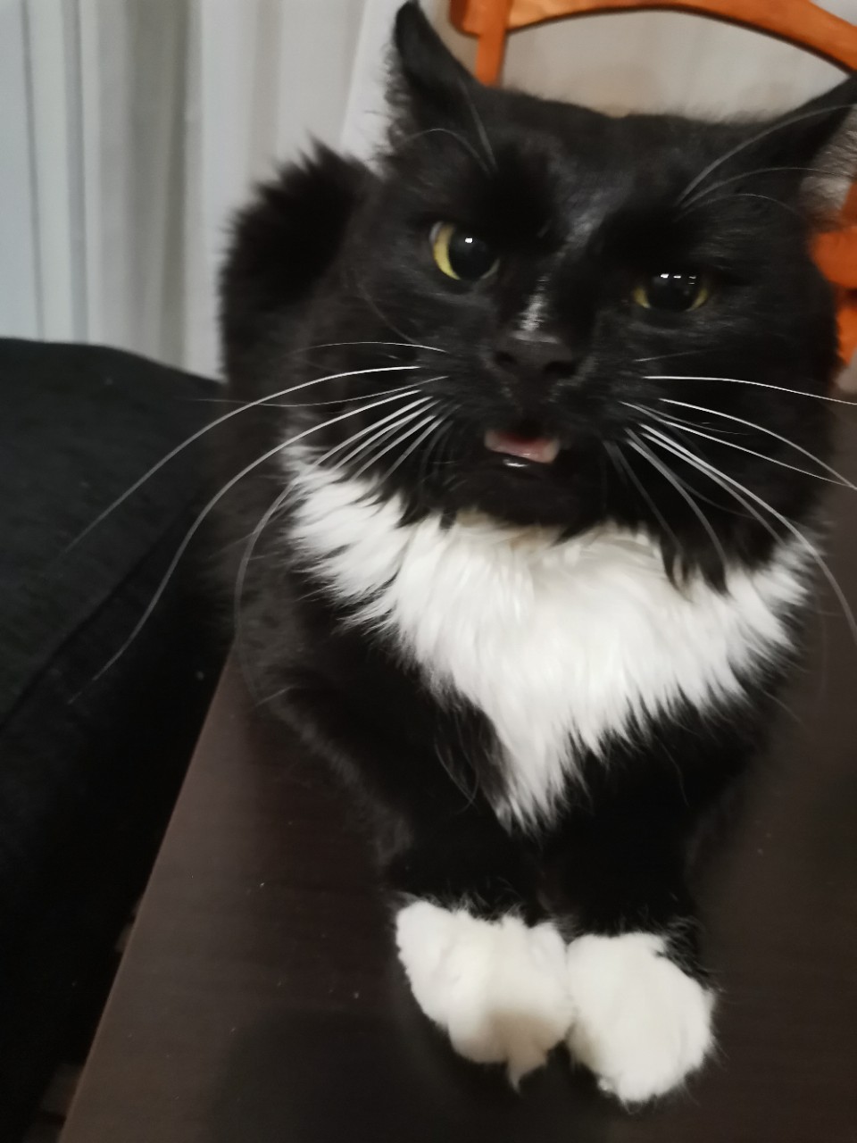 Котик огрызается