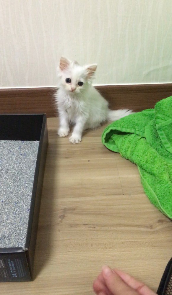 Беленький лупоглазик