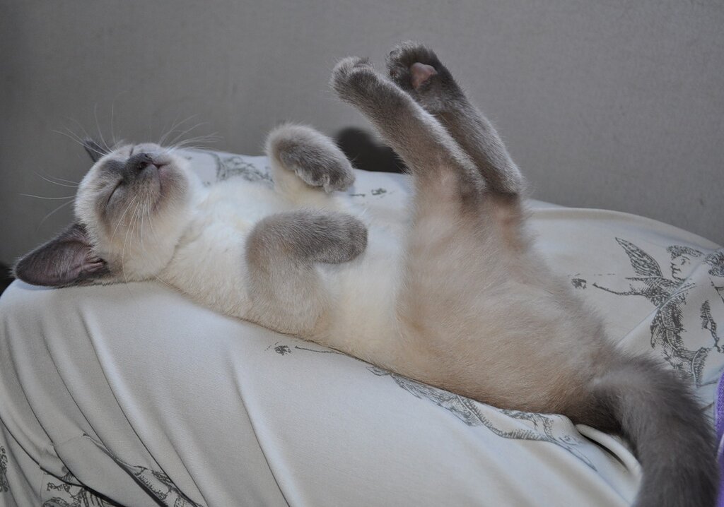 Котейка умотался