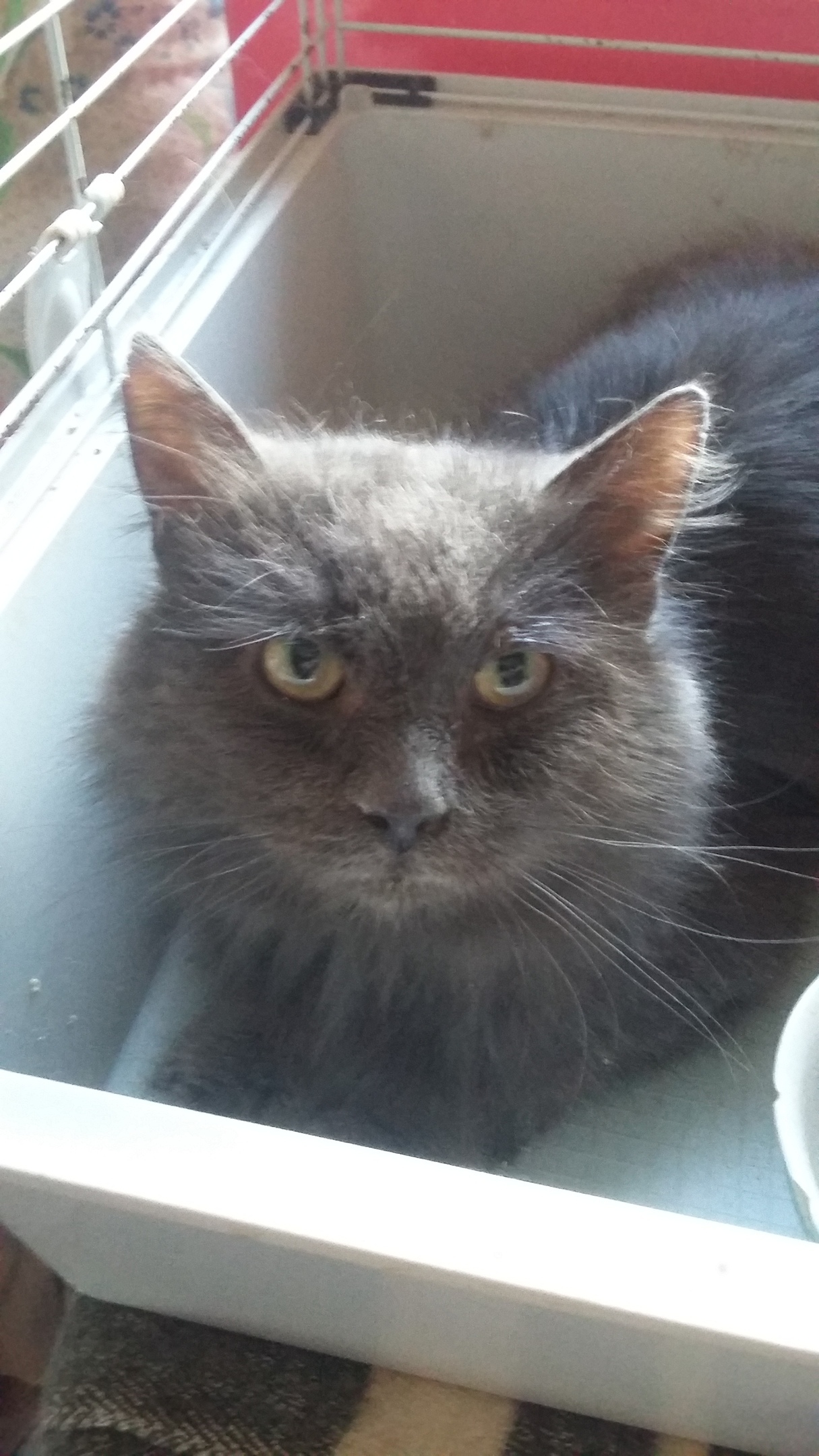 Котик в клетке