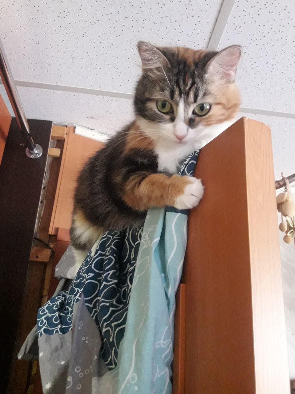 Кошечка на двери