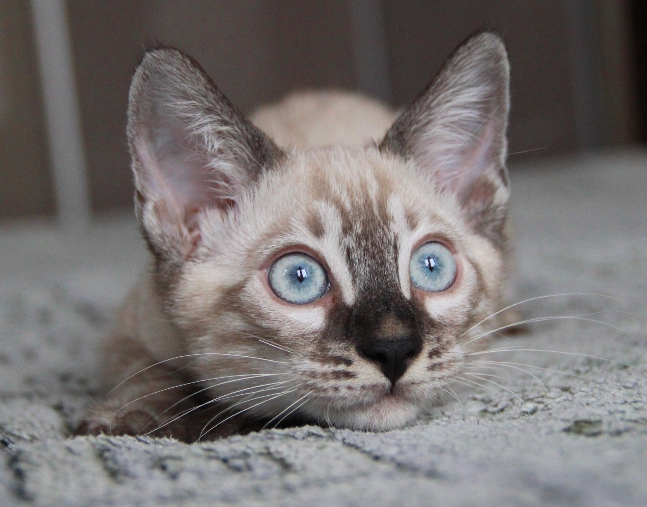 Глазастое чудо