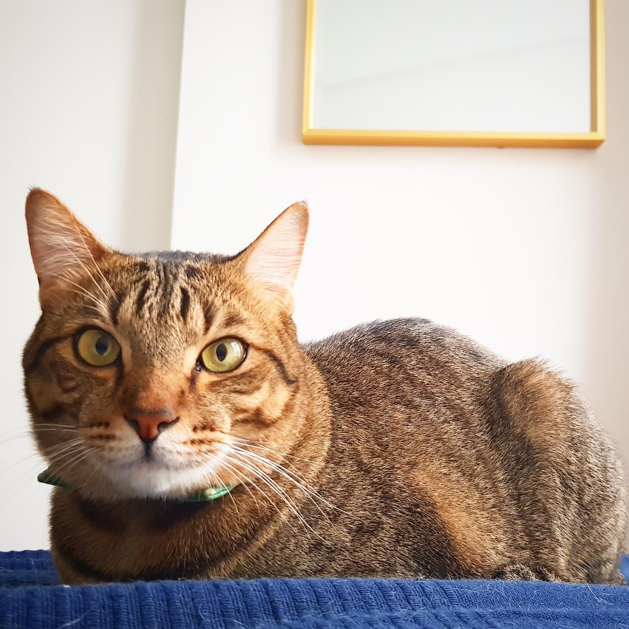 Серьёзный котейка