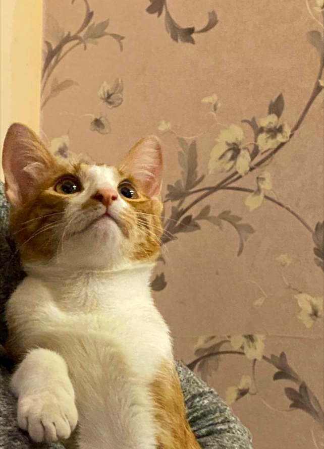 Домашний любимчик