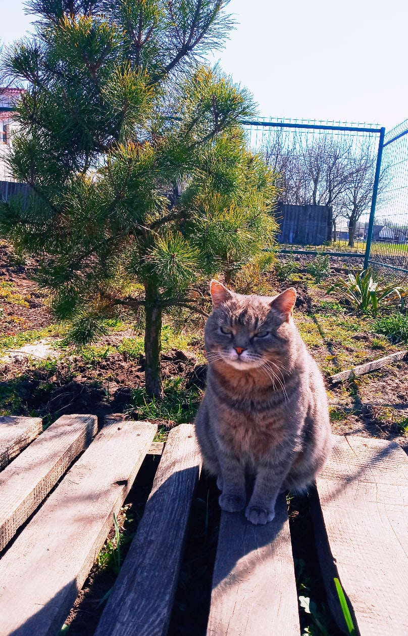 Серый дачник