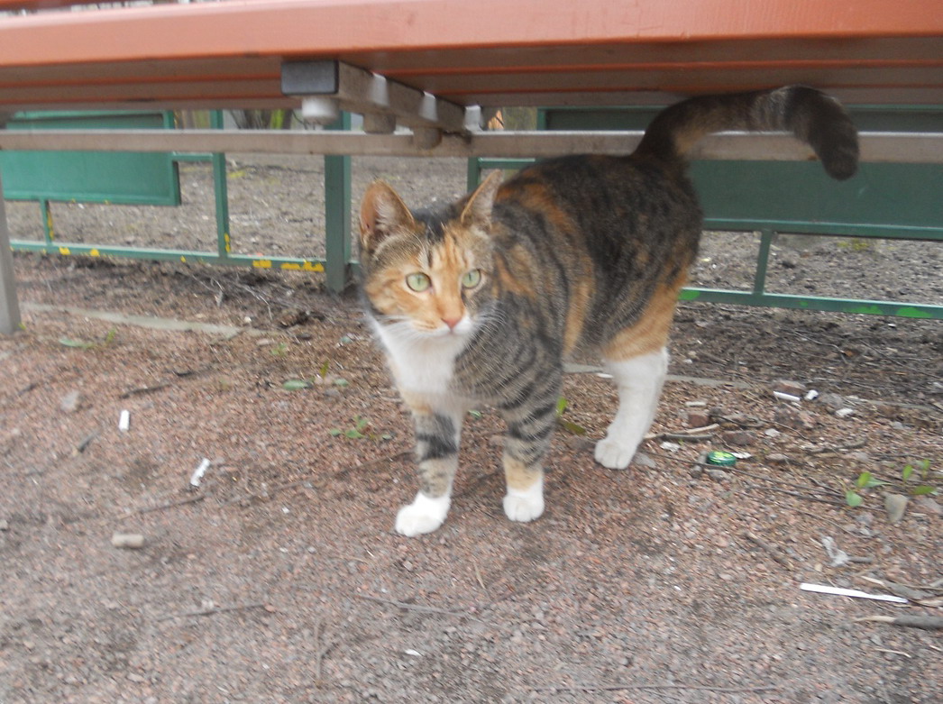 Красотка под лавочкой