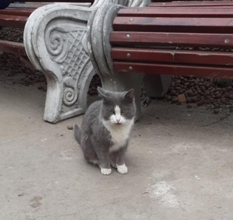 Котик у скамейки