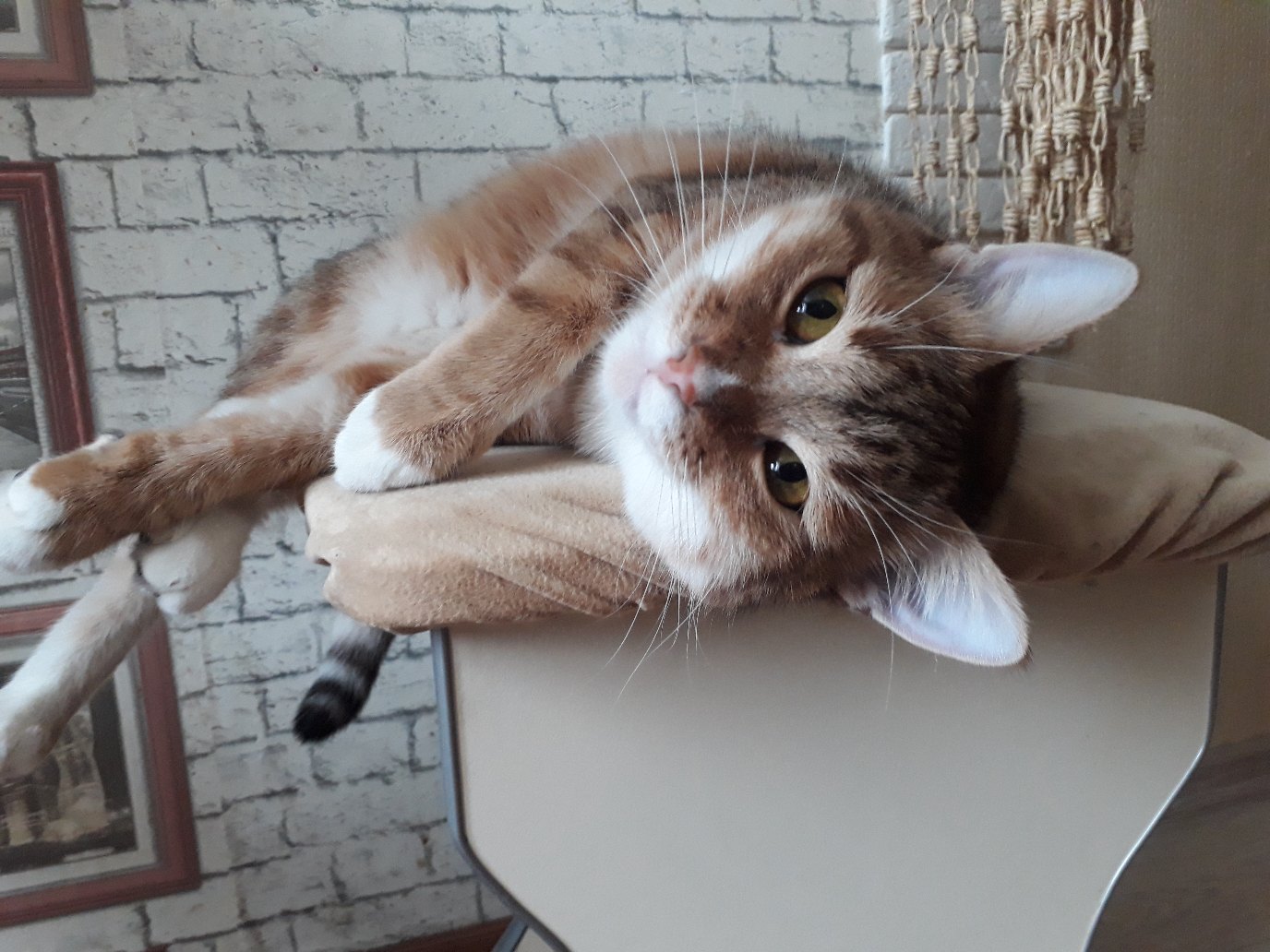 Игривая кошечка