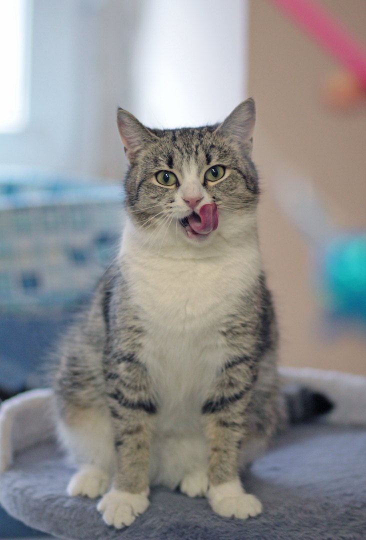 Кошечке всё понравилось