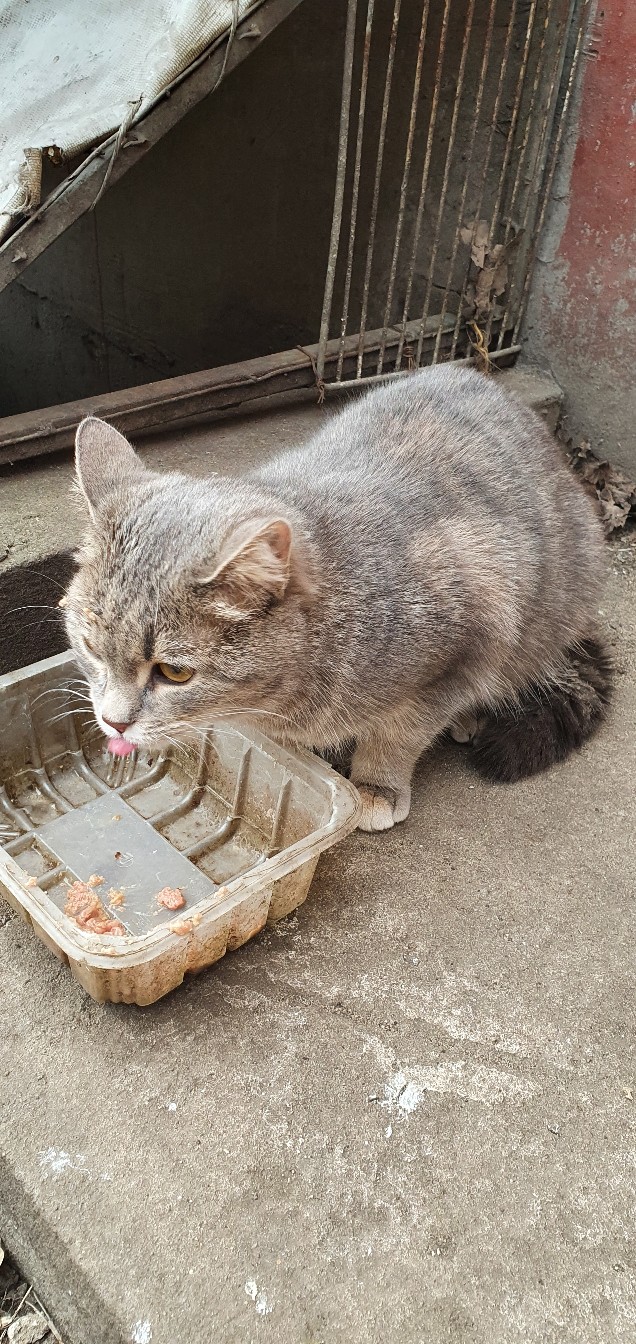 Котик кушает