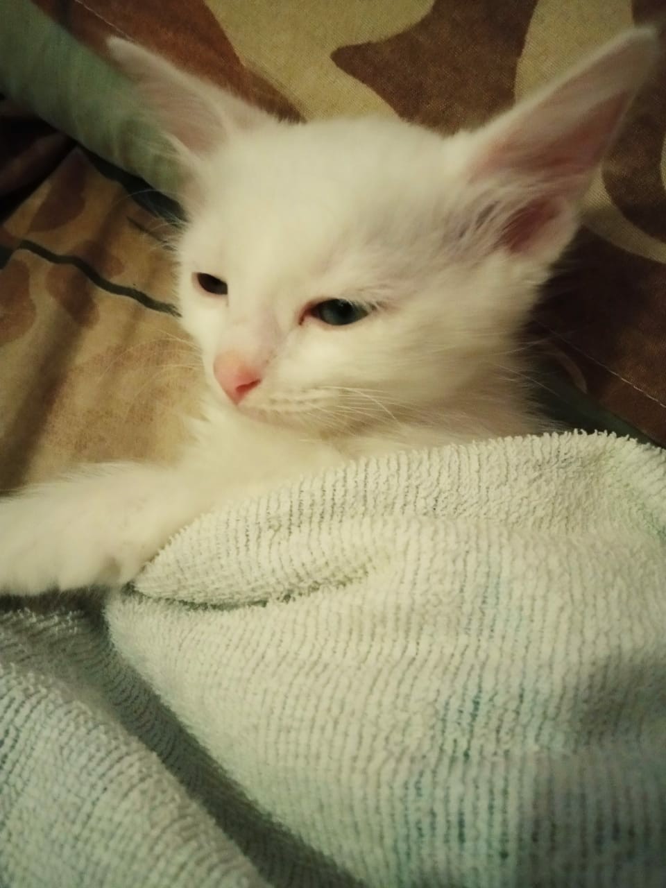 Любитель погреться