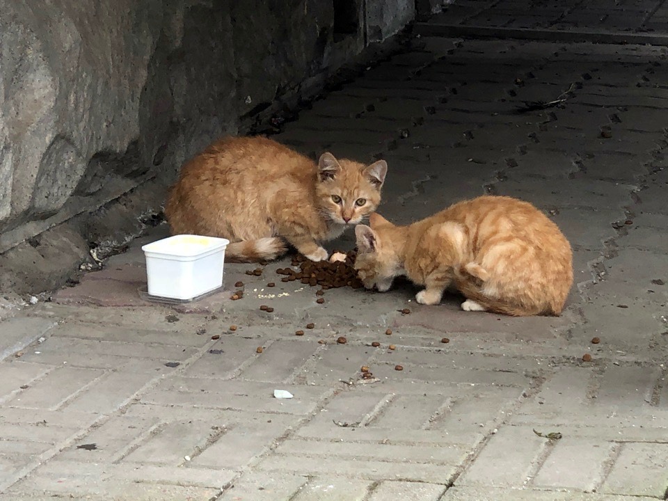 Кошечки кушают